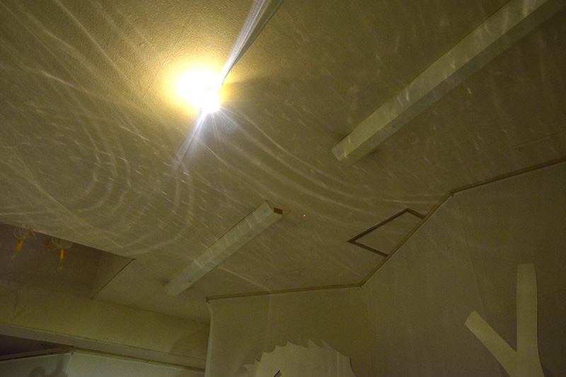 Murmuration in the Forest and Phantom Pond